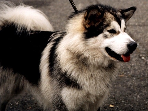 Chó Samoyed lai Alaska