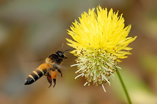 Mật ong khoái có thể sử dụng trong món ăn và đồ uống như thế nào?
