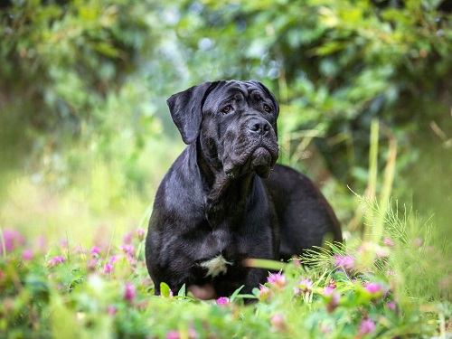 bán chó cane corso