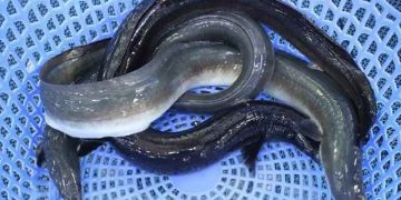 cá chình sống ở đâu