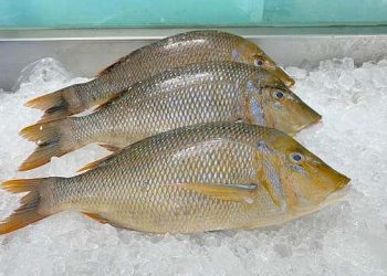 cá gáy sống ở đâu