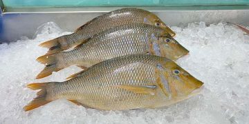 cá gáy sống ở đâu