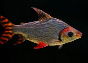 Cá phi phụng