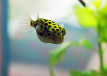 các loài cá nóc cảnh