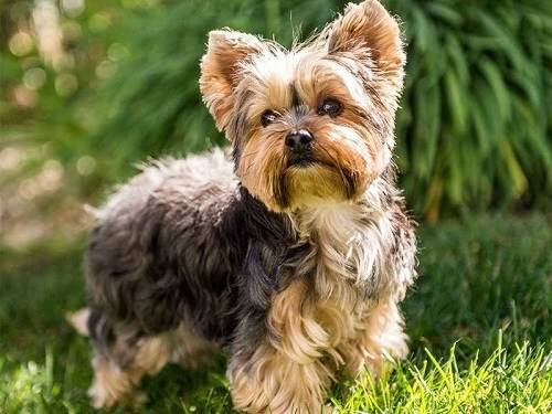 Chó cảnh lông xù Yorkshire Terrier