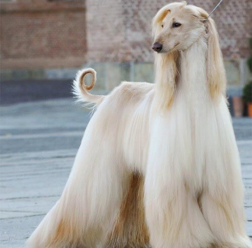 Chó kiểng xù lông Afghan Hound