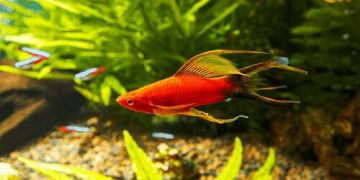 Cá hồng kim sinh sản như thế nào? Giá bao nhiêu? Mua ở đâu?