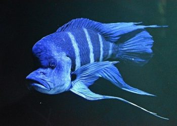 cá đầu bò