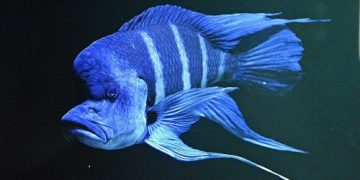 cá đầu bò