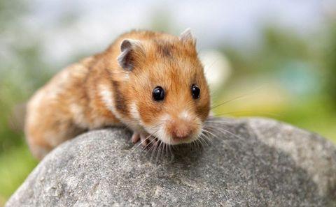 Giống chuột Hamster Rex