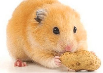 Chuột hamster bear ăn gì?
