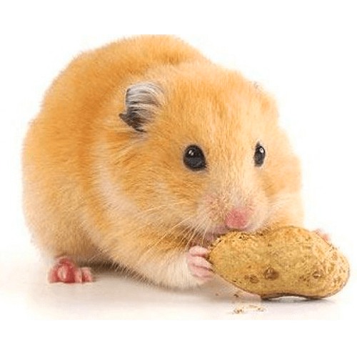 Chuột hamster bear ăn gì?