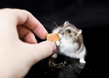 Chuột hamster robo giá bao nhiêu tiền