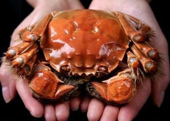 Đặc điểm của cua lông
