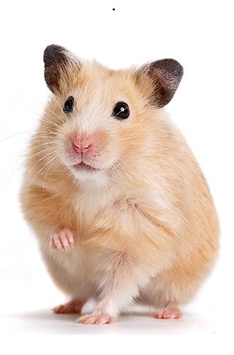 Đặc điểm hình dáng chuột hamster bear