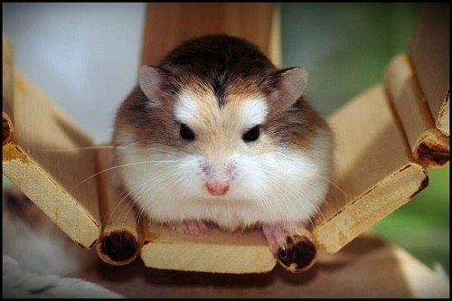 nuôi hamster robo