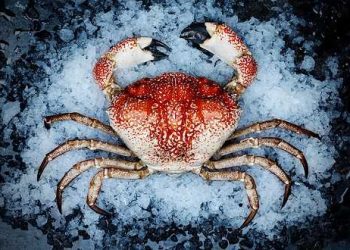 tasmanian crab