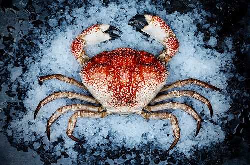 tasmanian crab