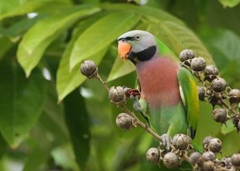 Đặc điểm hình dáng Vẹt Ngực Hồng