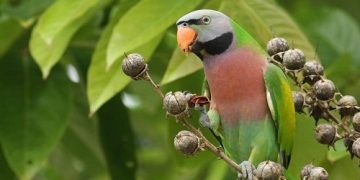 Đặc điểm hình dáng Vẹt Ngực Hồng