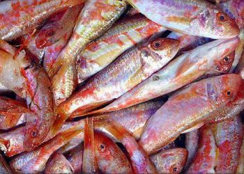 Bà bầu ăn cá phèn được không