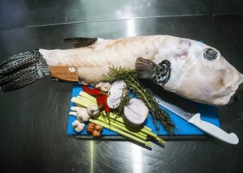 Nguồn gốc của cá Thỏ