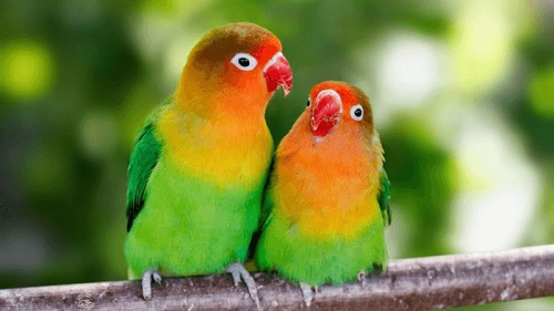 Cho vẹt lovebird giá tốt, giảm giá đến 40% - Tháng 9, 2023 | Mua Ngay | Tiki