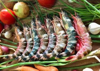 ặc điểm hình dáng Tôm Sắt