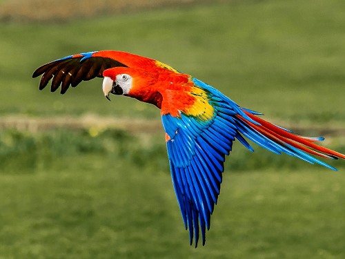 Đặc điểm hình dáng vẹt macaw