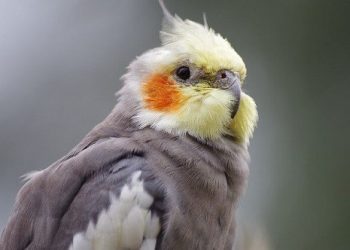 Vẹt mã lai có nói được không