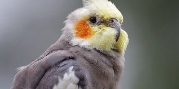 Vẹt mã lai có nói được không