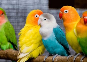 Vẹt Lovebird