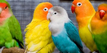 Vẹt Lovebird