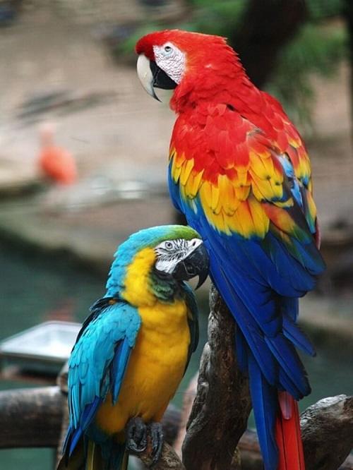 Hahn's Macaw » Vương Quốc Vẹt | PMK