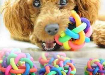 Bóng đồ chơi cho chó Poodle
