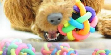 Bóng đồ chơi cho chó Poodle