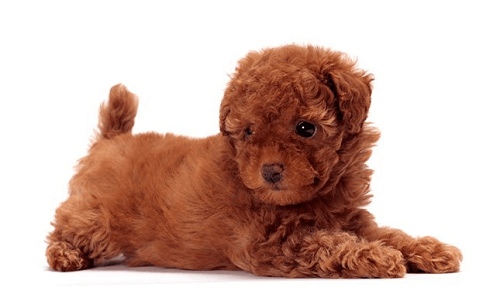 Chó Toy Poodle ăn gì