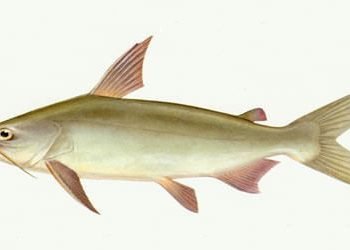 cá thiều