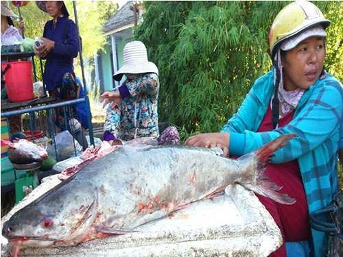 Mua, bán cá thiều ở đâu tại Hà Nội, Tp. Hồ Chí Minh