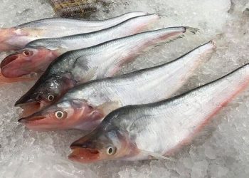 Mua, bán cá trèn ở đâu tại Hà Nội
