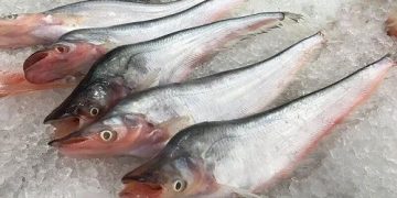 Mua, bán cá trèn ở đâu tại Hà Nội