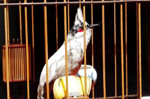 53x27x41] Lụp Kẽm Đen Bẫy Choè Than Chào Mào Bông Lau Lồng Bẫy chim To Nhỏ  | Shopee Việt Nam