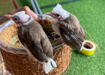 đặc điểm Chào mào bông