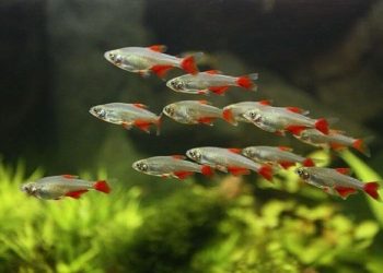 cá cảnh bơi theo đàn giá rẻ