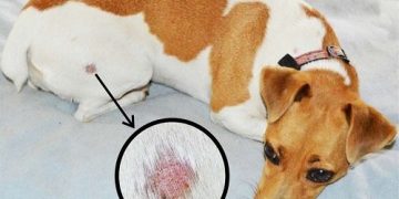 chó bị viêm da
