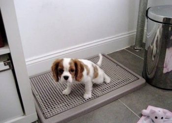 khay đi vệ sinh cho chó con bằng nhựa