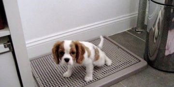 khay đi vệ sinh cho chó con bằng nhựa