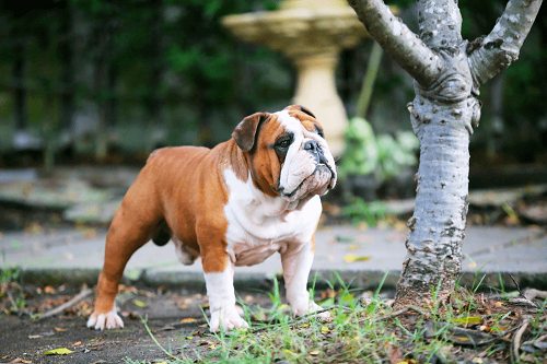 bán chó american bulldog