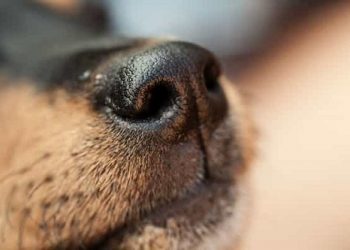 pháp phòng ngừa chó bị chảy máu cam