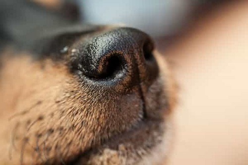 pháp phòng ngừa chó bị chảy máu cam